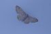 Idaea straminata 