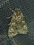 Acronicta megacephala 