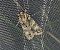 Acronicta megacephala 