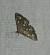 Anania stachydalis 