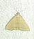 Herminia tarsicrinalis 