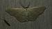 Scopula umbelaria 