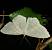 Scopula umbelaria 