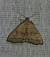 Herminia tarsicrinalis 