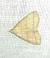 Herminia tarsicrinalis 