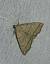 Herminia tarsicrinalis 