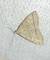 Herminia tarsicrinalis 