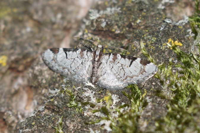 Eupithecia insigniata  - Thomas Lux