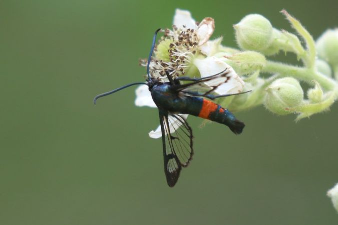 Synanthedon stomoxiformis  - Thomas Lux