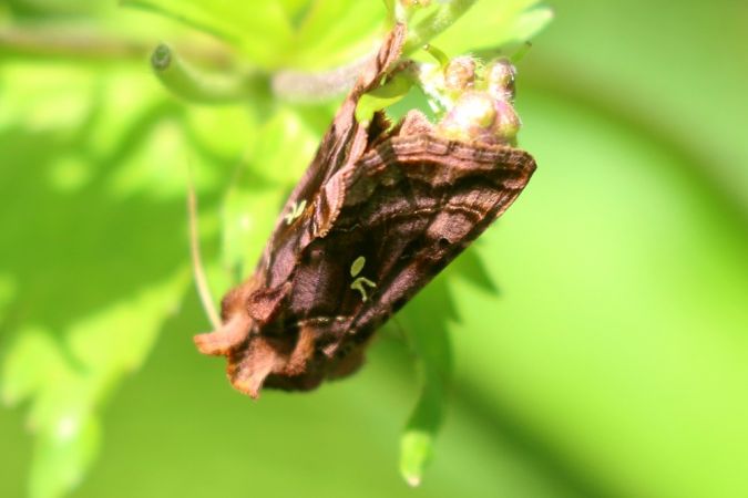 Autographa pulchrina  - Thomas Lux