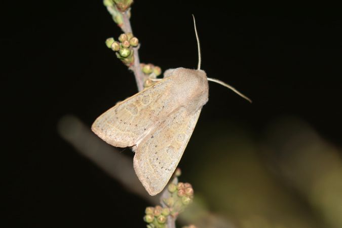 Orthosia gracilis  - Thomas Lux