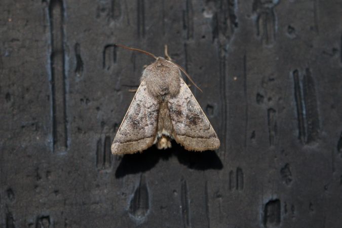 Orthosia opima  - Thomas Lux