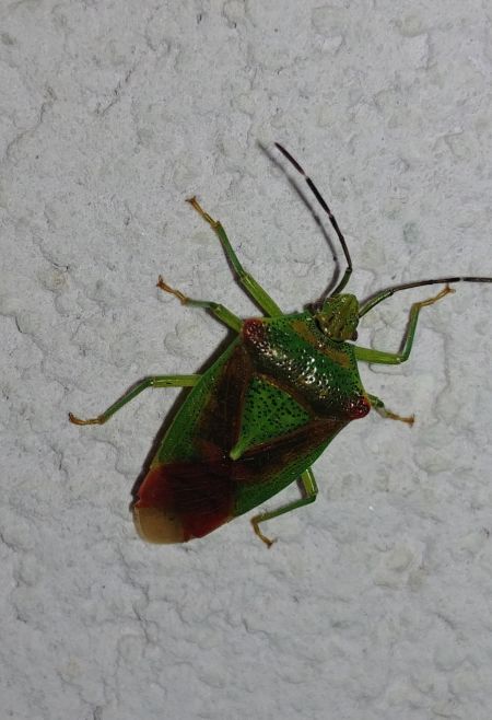 Acanthosoma haemorrhoidale 