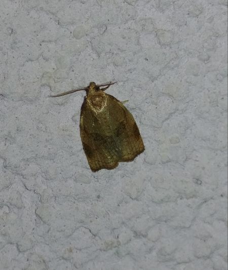 Pandemis heparana 