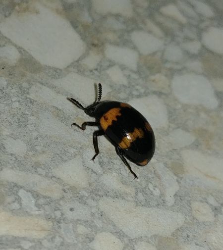 Diaperis boleti 