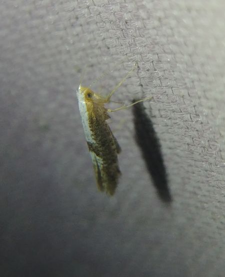 Argyresthia spinosella 