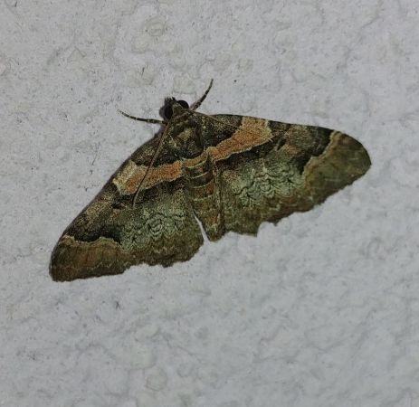 Catarhoe cuculata 