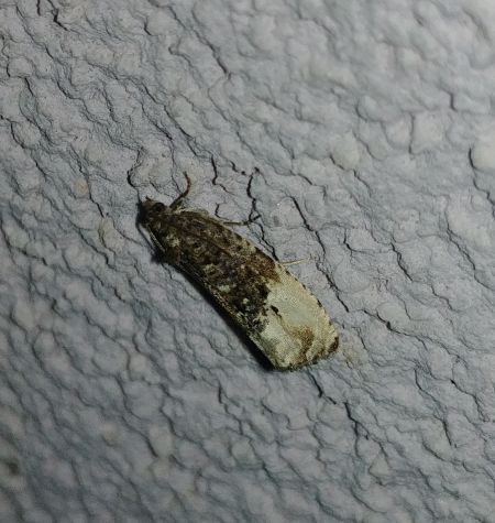 Hedya nubiferana 