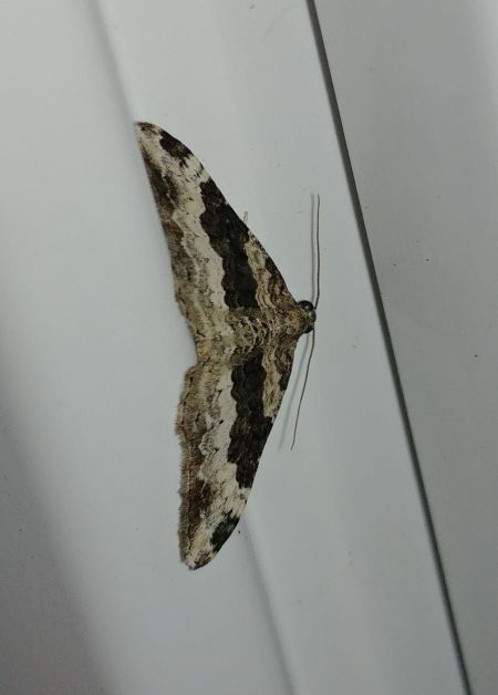 Epirrhoe galiata 