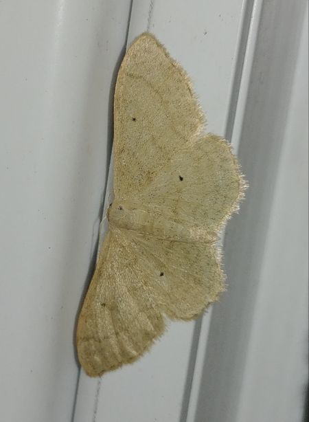 Idaea straminata 