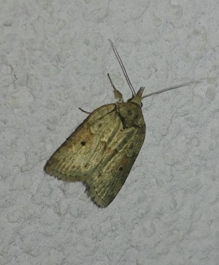Nycteola revayana 