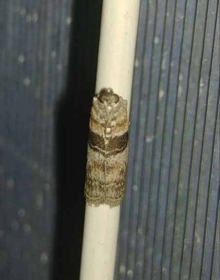 Sciota rhenella 