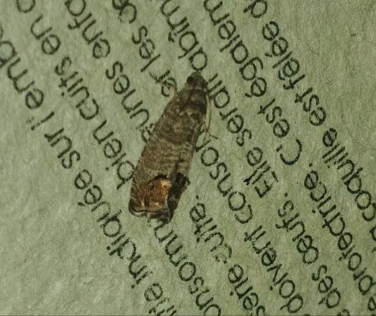 Cydia pomonella 
