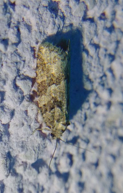 Cnephasia sp. 