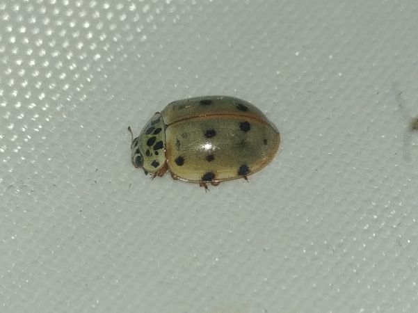 Coccinelle à quatre points 