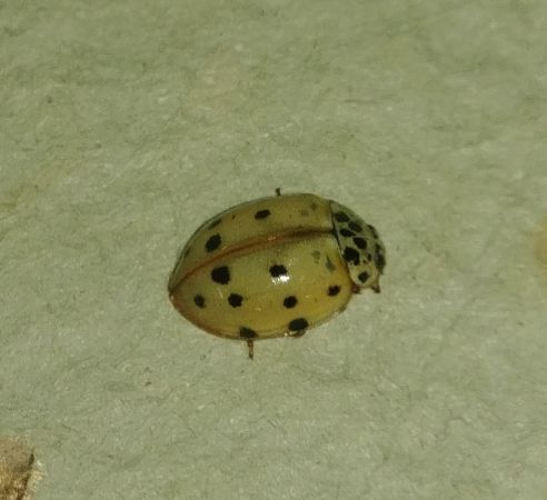 Harmonia quadripunctata 