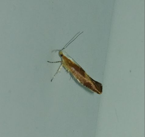 Argyresthia albistria 