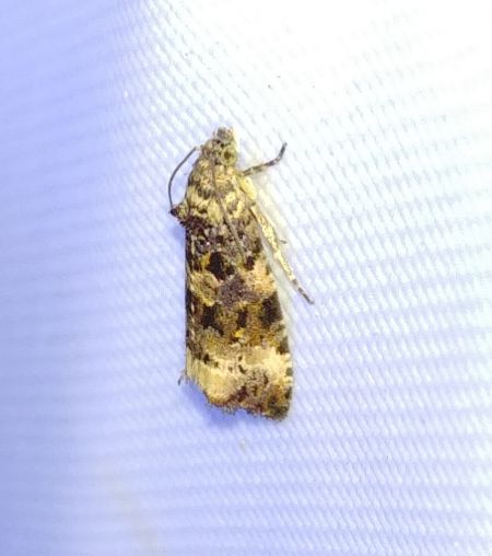 Endothenia sp. 