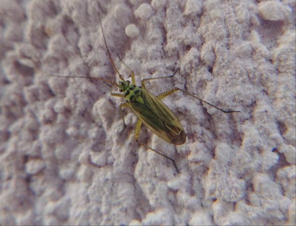 Oncotylus viridiflavus 