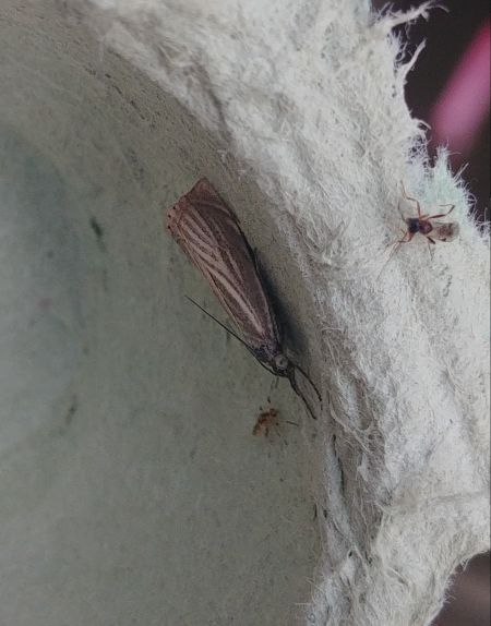 Crambus des jardins 