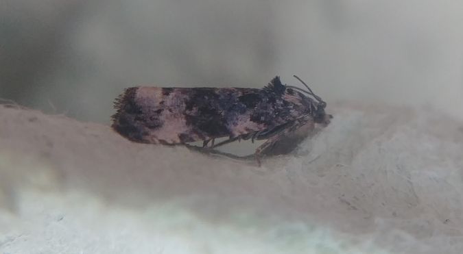 Endothenia sp. 