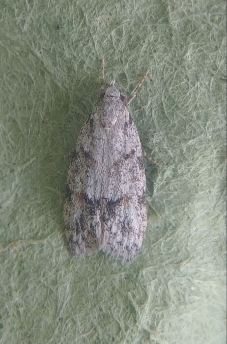 Symmoca signatella 