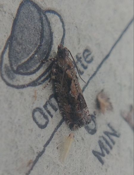 Zeiraphera isertana 