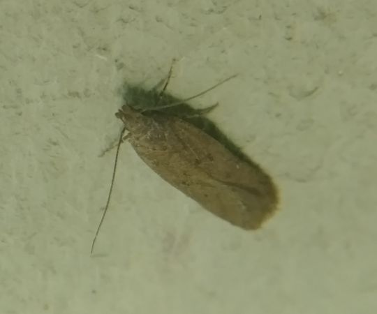 Bryotropha terrella 