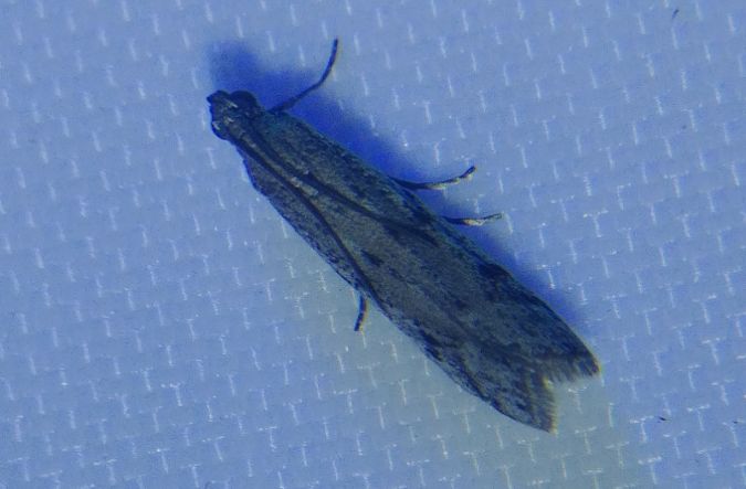 Phycitodes sp. 