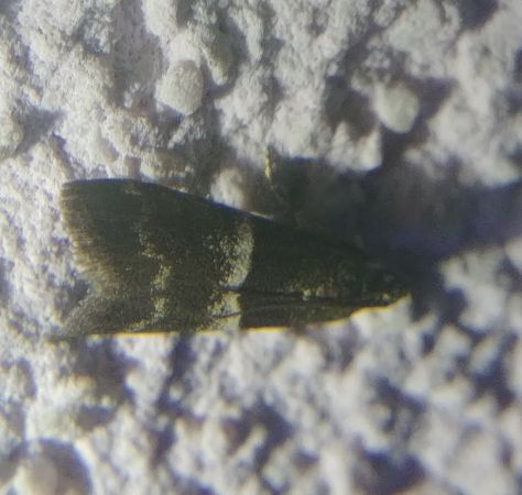 Elegia similella 