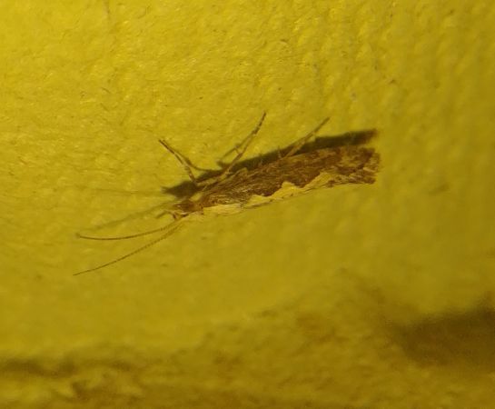 Plutella xylostella 