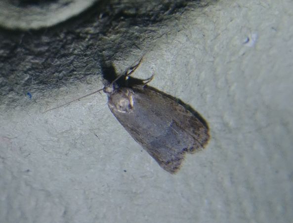 Cnephasia sp. 