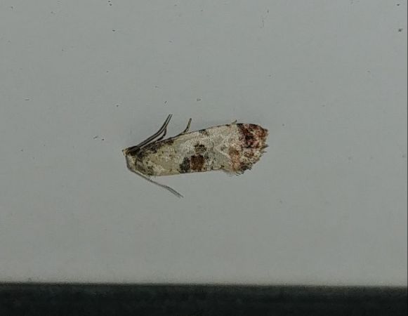 Cochylis hybridella 