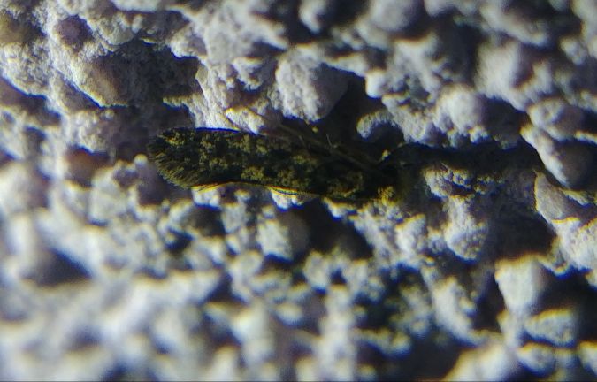 Niditinea fuscella 