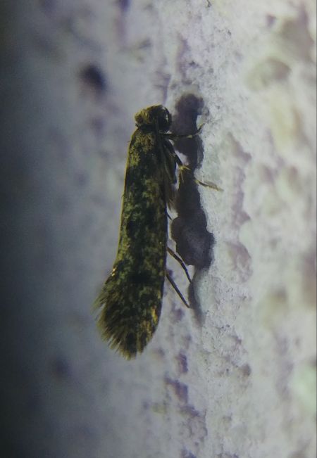 Niditinea fuscella 
