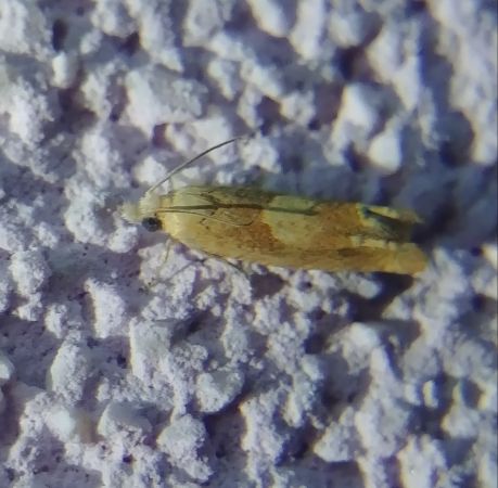 Eucosma sp. 