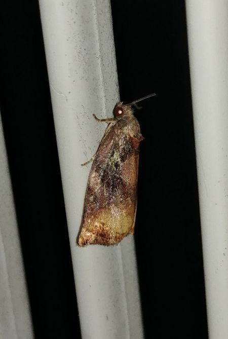 Archips podana 