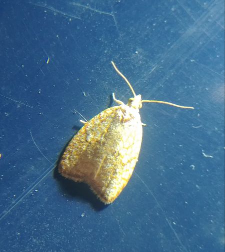 Acleris forsskaleana 
