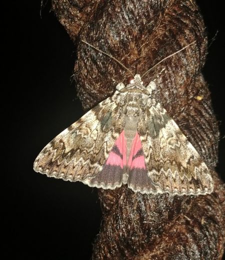 Catocala promissa 