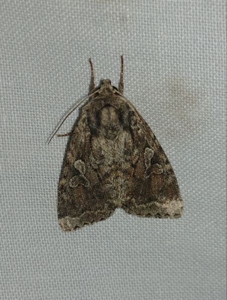 Apterogenum ypsillon 